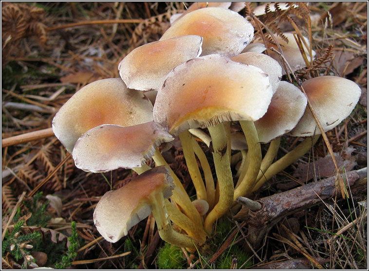 Hypholoma fasciculare