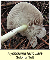 Hypholoma faciculare, Sulphur Tuft