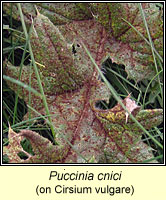 Puccinia cnici