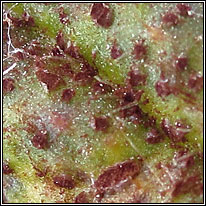 Puccinia cnici