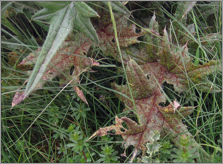 Puccinia cnici