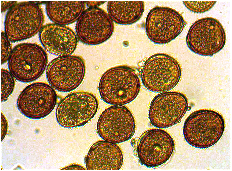 Puccinia cnici