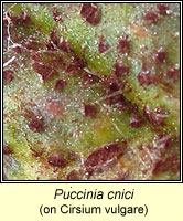 Puccinia cnici