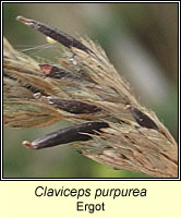 Claviceps purpurea, Ergot