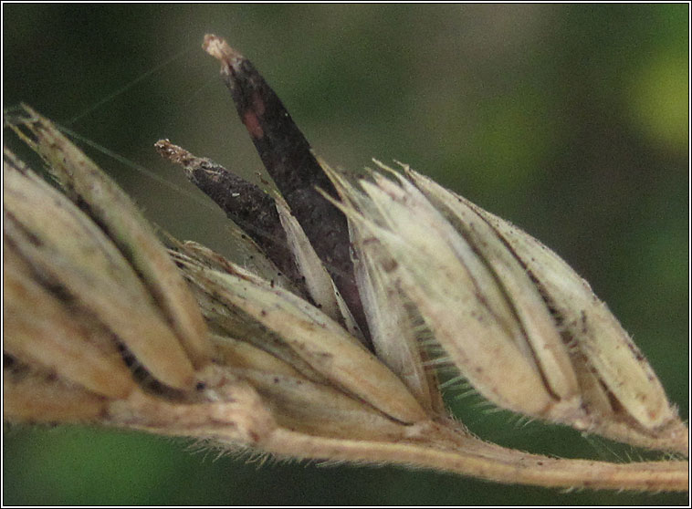 Claviceps purpurea, Ergot