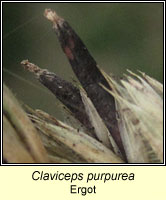 Claviceps purpurea, Ergot