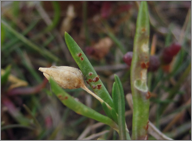 Uromyces sparsus