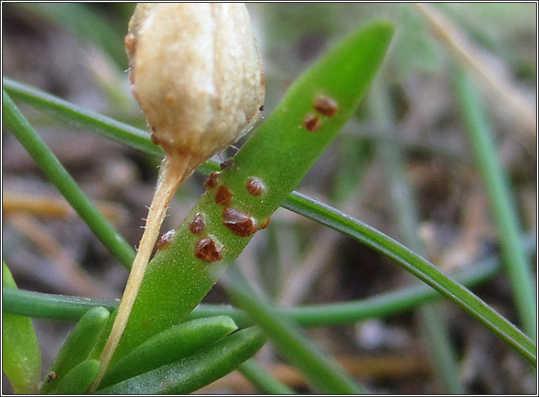 Uromyces sparsus