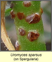 Uromyces sparsus