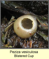 Peziza vesiculosa, Blistered Cup