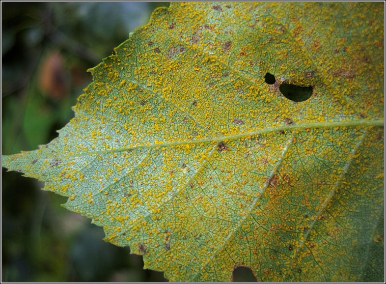 Melampsoridium betulinum