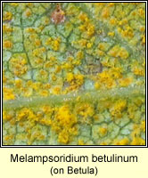 Melampsoridium betulinum