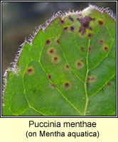 Puccinia menthae