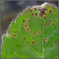 Puccinia menthae