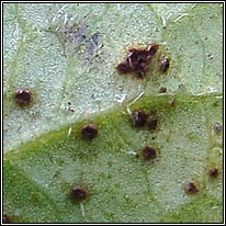 Puccinia violae