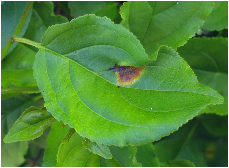 Puccinia coronata