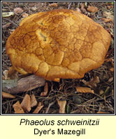 Phaeolus schweinitzii, Dyer's Mazegill