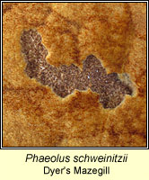 Phaeolus schweinitzii, Dyer's Mazegill