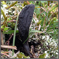 Geoglossum cookeanum