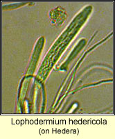 Lophodermium hedericola