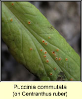 Puccinia commutata