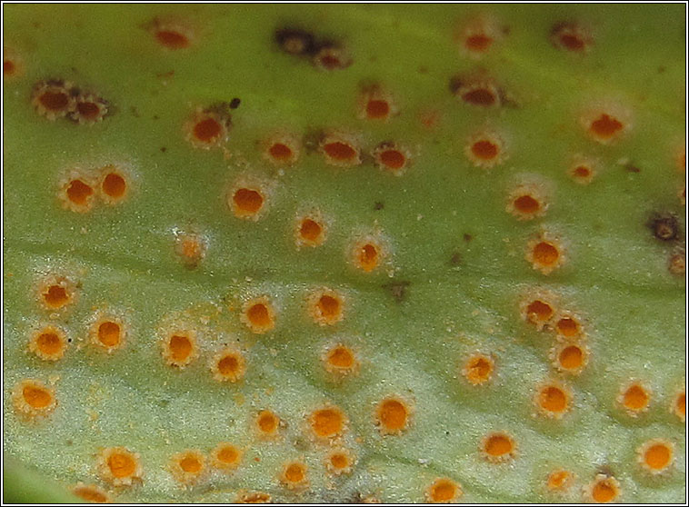 Puccinia commutata