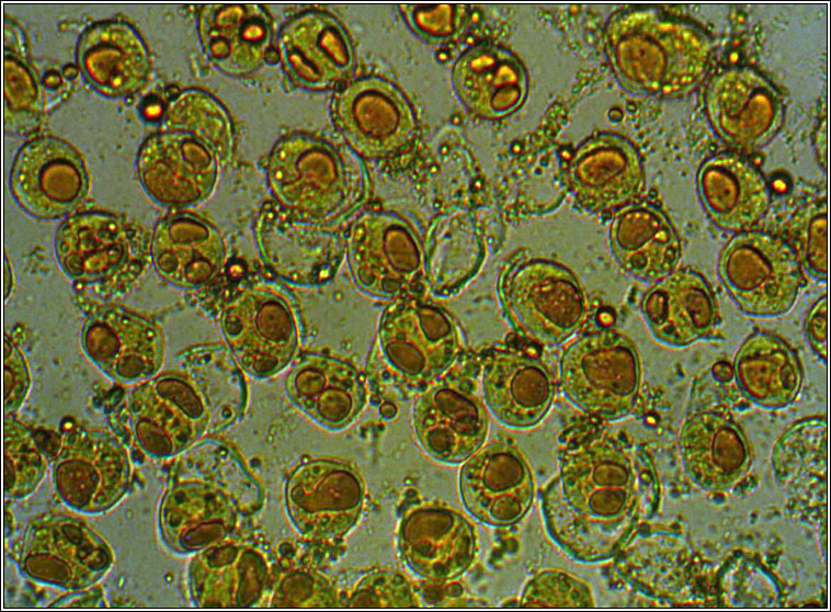 Puccinia commutata