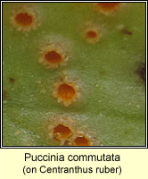 Puccinia commutata