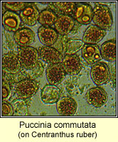 Puccinia commutata