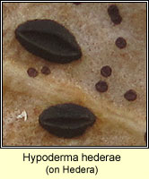 Hypoderma hederae