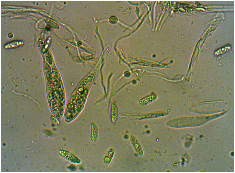 Hypoderma hederae