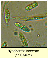 Hypoderma hederae