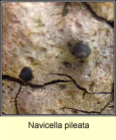 Navicella pileata