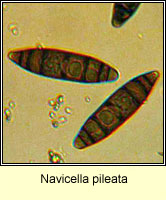 Navicella pileata