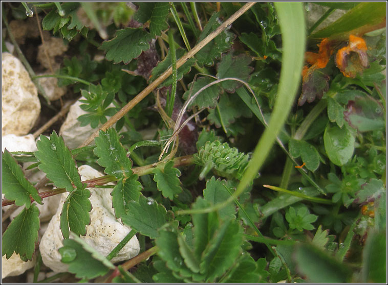 Phragmidium sanguisorbae, Burnet Rust