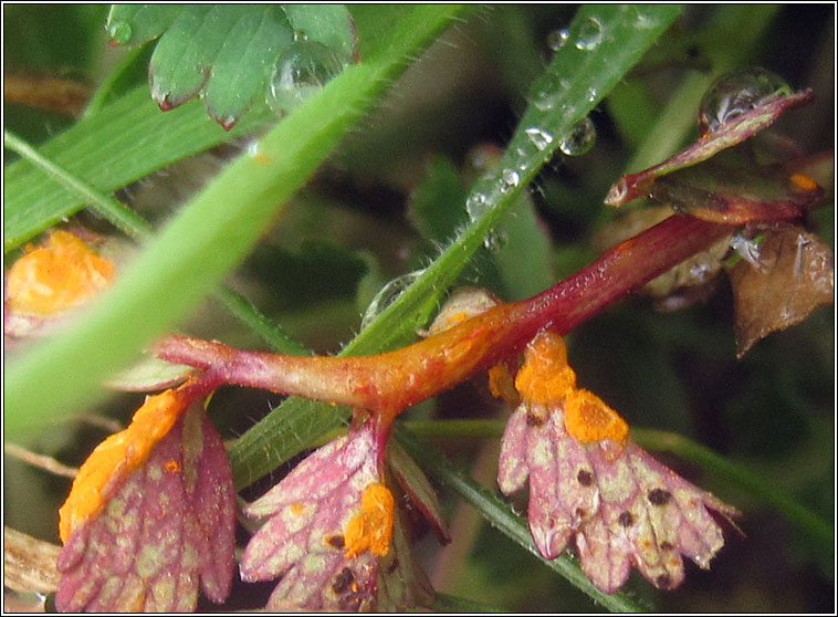 Phragmidium sanguisorbae, Burnet Rust