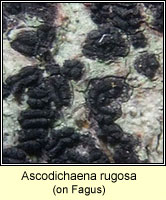 Ascodichaena rugosa