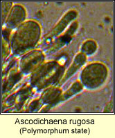 Ascodichaena rugosa