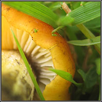 Hygrocybe conica, Blackening Waxcap