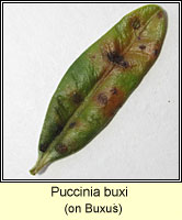 Puccinia buxi