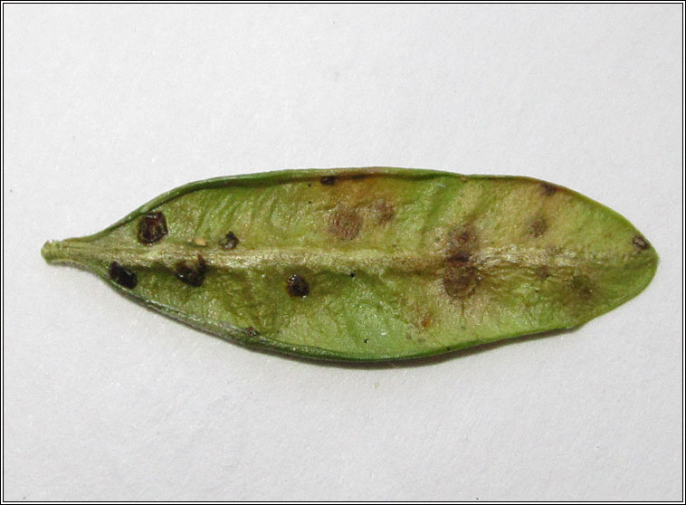 Puccinia buxi