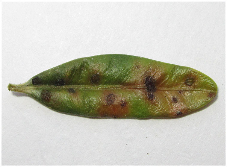 Puccinia buxi