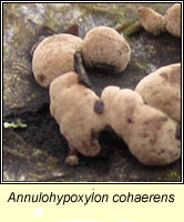 Annulohypoxylon cohaerens