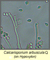 Calcarisporium arbuscula