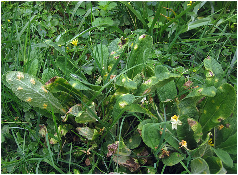 Puccinia primulae, Primrose Rust