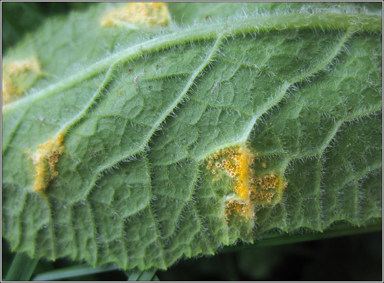 Puccinia primulae, Primrose Rust