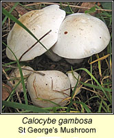 Calocybe gambosa, St George's Mushroom