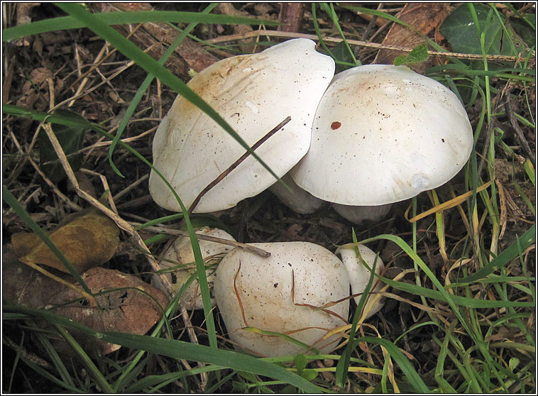 Calocybe gambosa, St George's Mushroom