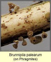 Brunnipila palearum