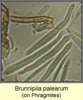 Brunnipila palearum